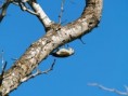 /album/photogallery/grey-woodpecker-lololi-jpg/